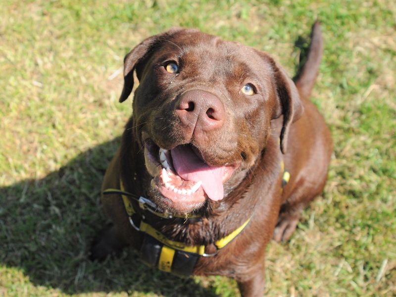 American Bulldog for adoption in Chestfield, Kent – 3 years old - Image 8 of 8