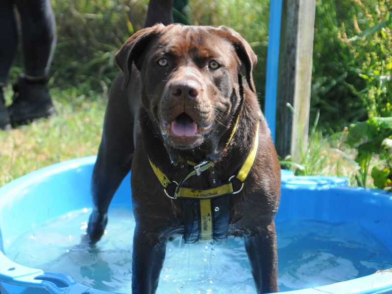 American Bulldog for adoption in Chestfield, Kent – 3 years old - Image 7 of 8