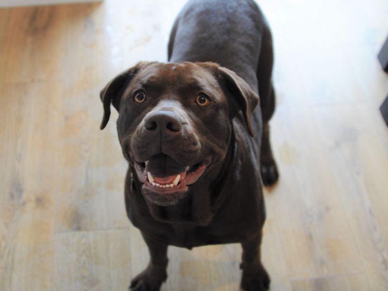 American Bulldog for adoption in Chestfield, Kent – 3 years old - Image 6 of 8