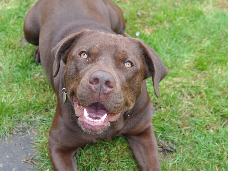 American Bulldog for adoption in Chestfield, Kent – 3 years old - Image 5 of 8