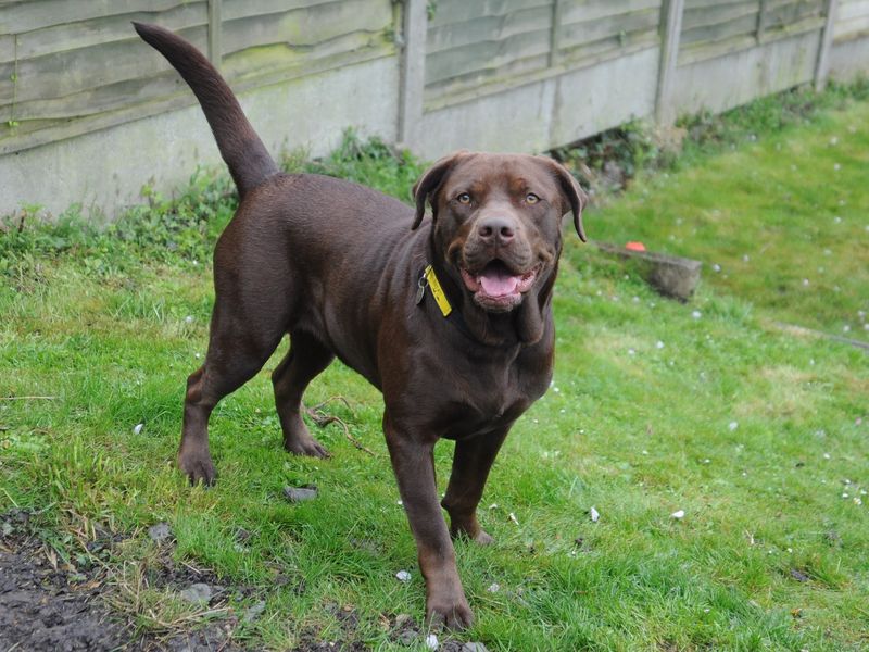 American Bulldog for adoption in Chestfield, Kent – 3 years old - Image 4 of 8