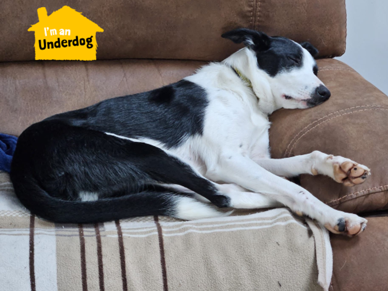 Border Collie for adoption in West Calder, West Lothian – 3 years old - Image 6 of 10