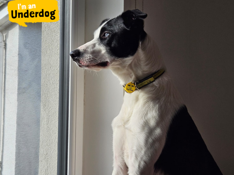 Border Collie for adoption in West Calder, West Lothian – 3 years old - Image 7 of 10