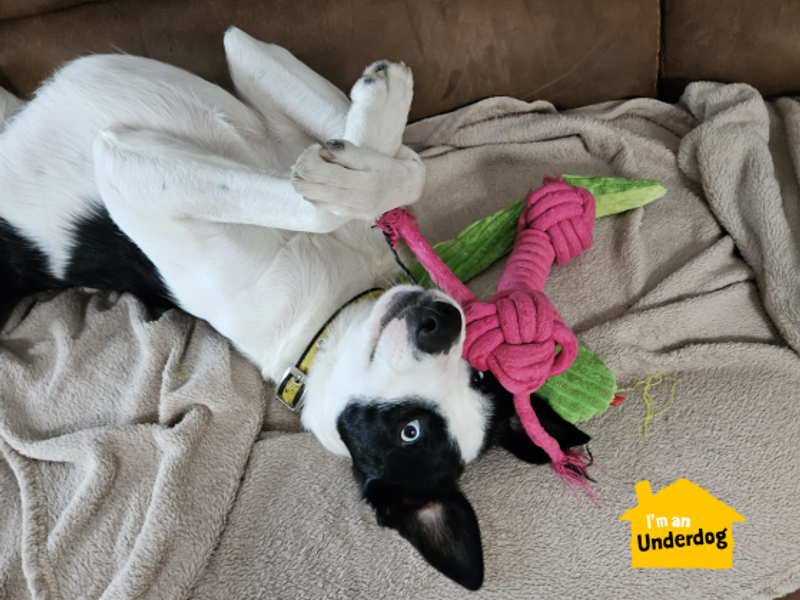 Border Collie for adoption in West Calder, West Lothian – 3 years old - Image 3 of 10