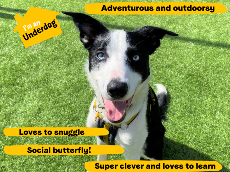 Border Collie for adoption in West Calder, West Lothian – 3 years old - Image 1 of 10