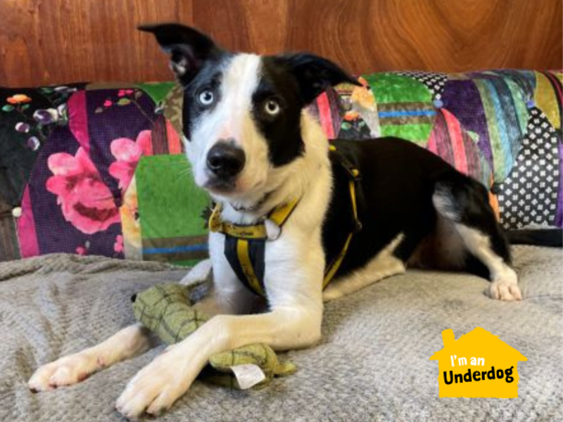 undefined | Collie (Border) | undefined - 7