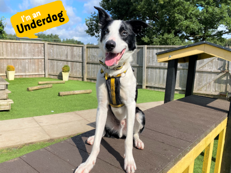 Border Collie for adoption in West Calder, West Lothian – 3 years old - Image 10 of 10