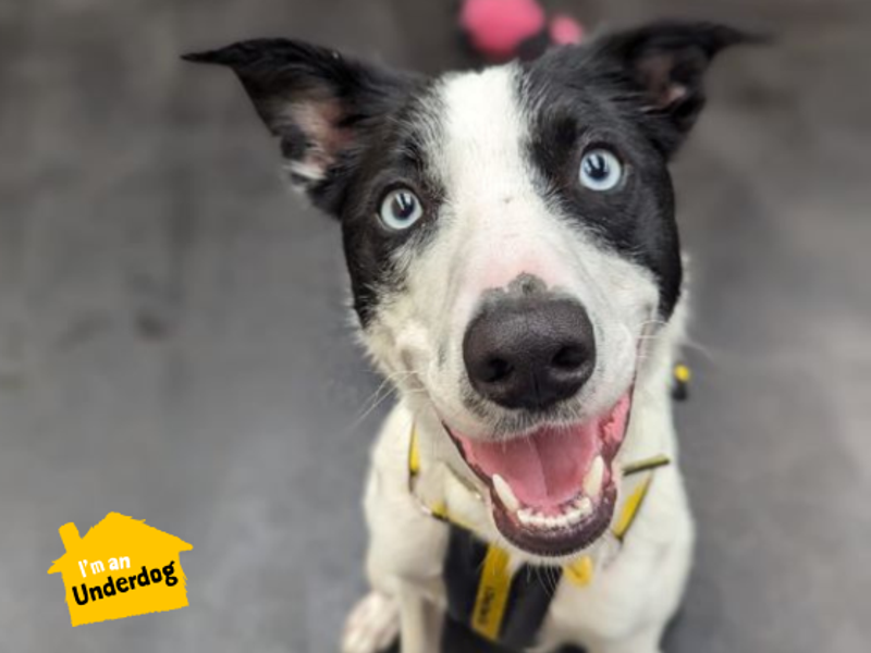 Border Collie for adoption in West Calder, West Lothian – 3 years old - Image 4 of 10