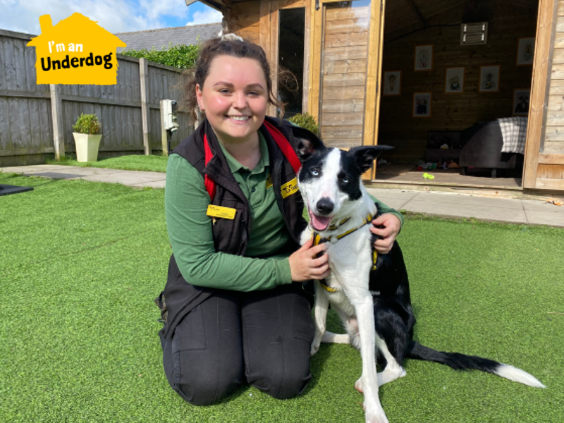 Border Collie for adoption in West Calder, West Lothian – 3 years old - Image 2 of 10