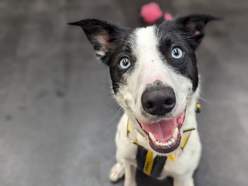 undefined | Collie (Border) | undefined - 10