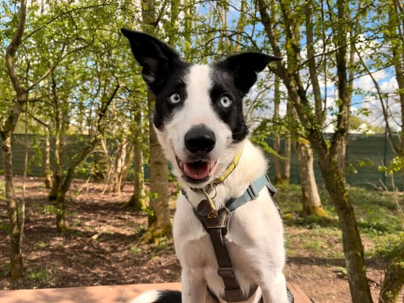 Hugo | Collie (Border) | West Calder (Edinburgh) - 1