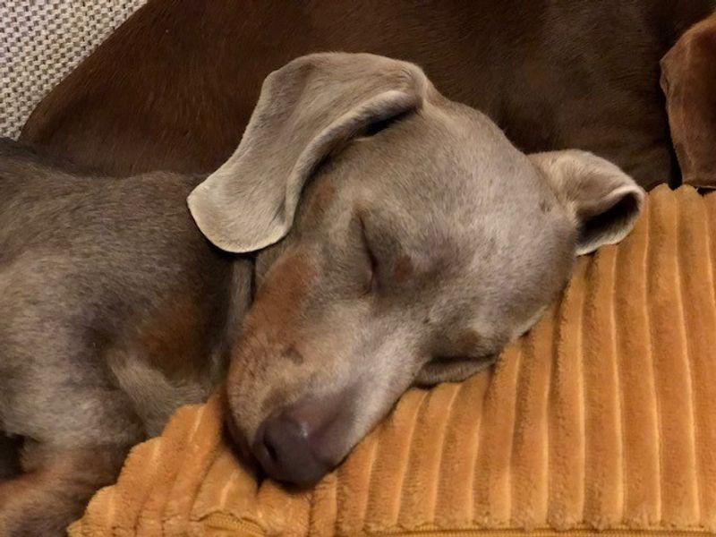 Reggie - Image 5 of 5