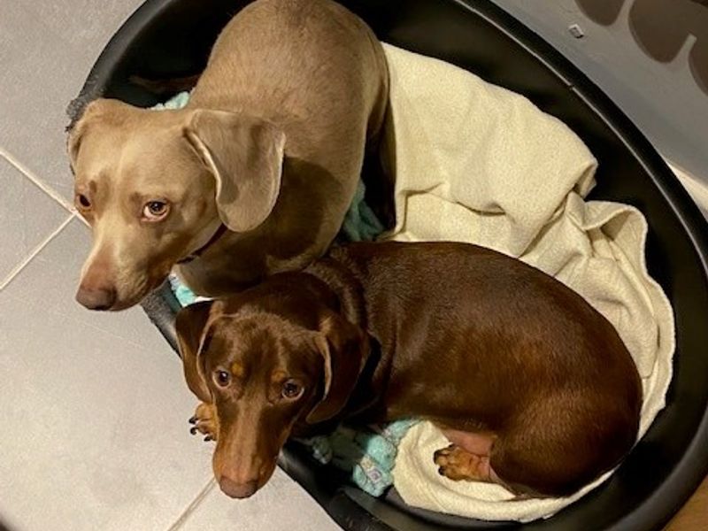 Dachshund for adoption in Cardiff, Glamorgan – 6 years old