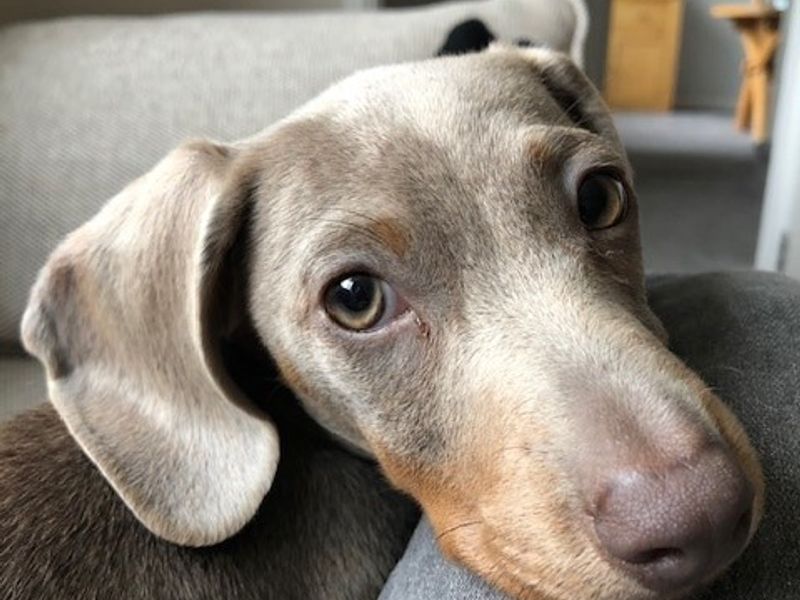 Reggie - Image 4 of 5