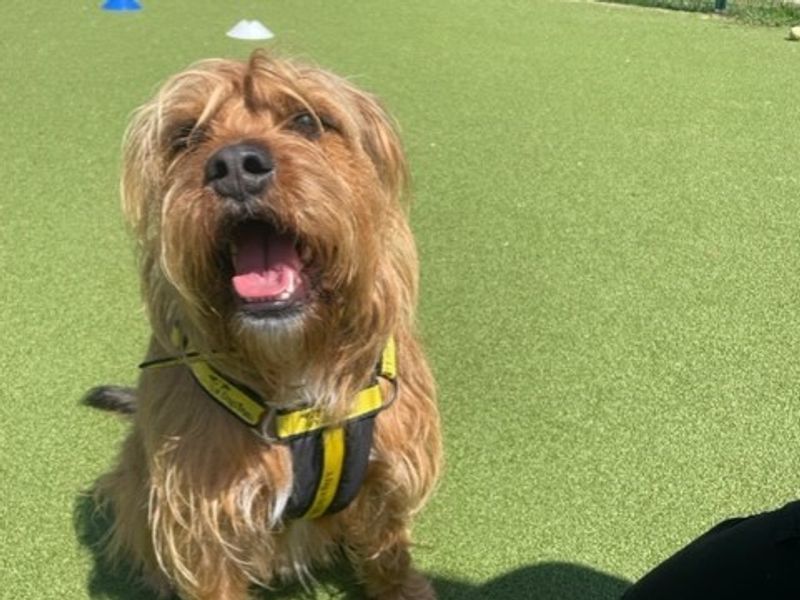 Yorkshire Terrier for adoption in Newton Tony, Wiltshire – 5 years old - Image 2 of 4