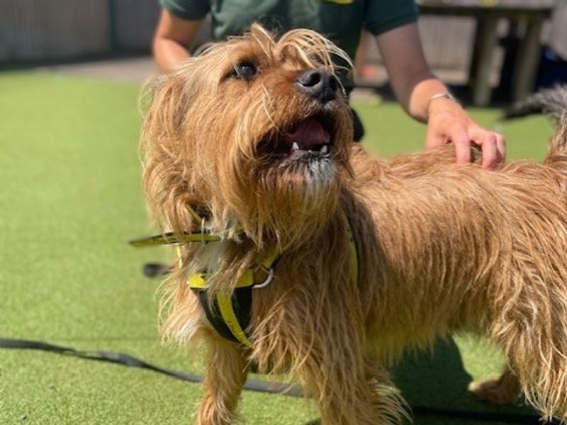 Yorkshire Terrier for adoption in Newton Tony, Wiltshire – 5 years old - Image 4 of 4