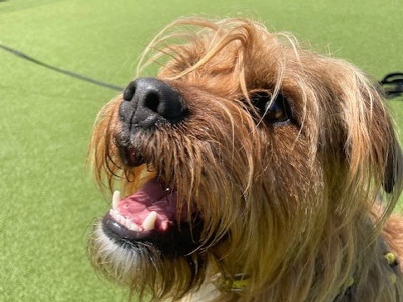 Yorkshire Terrier for adoption in Newton Tony, Wiltshire – 5 years old - Image 3 of 4