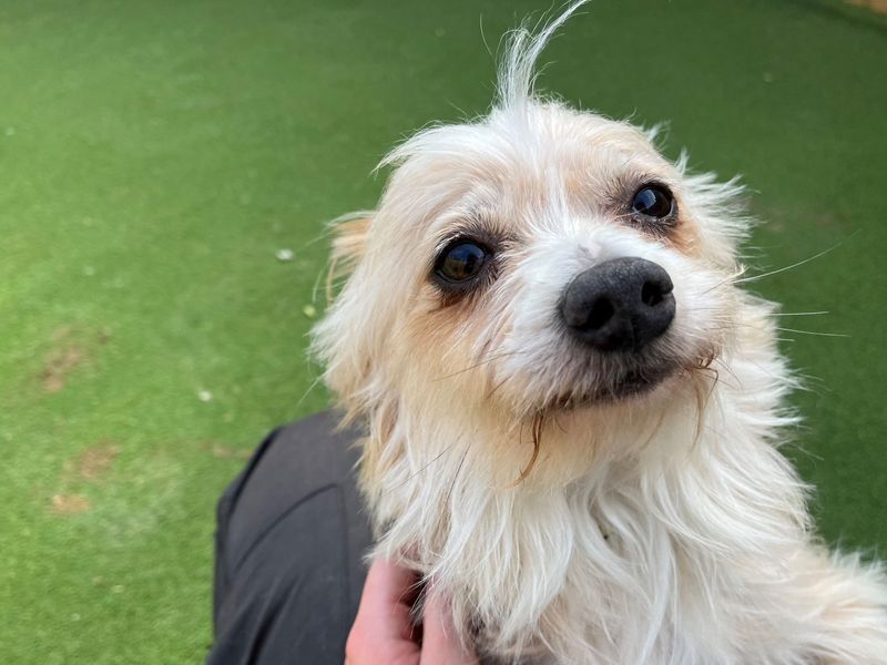 Why Is My Dogs Fur Turning Yellow