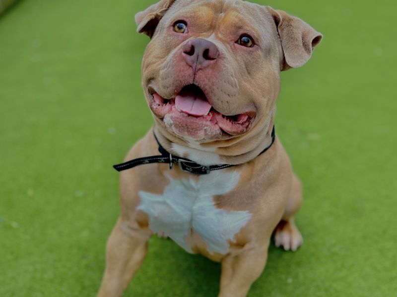 American deals bulldog rescue
