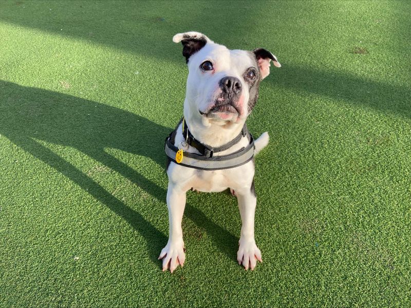 Staffordshire Bull Terrier for adoption in Newton Tony, Wiltshire – 8 years old - Image 3 of 5