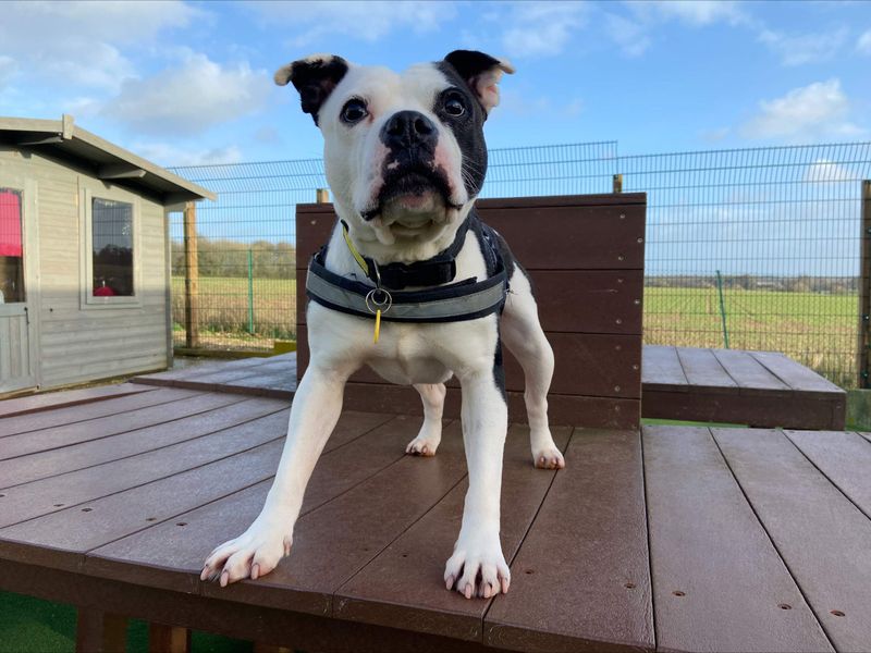 Staffordshire Bull Terrier for adoption in Newton Tony, Wiltshire – 8 years old - Image 2 of 5