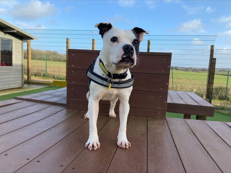 Staffordshire Bull Terrier for adoption in Newton Tony, Wiltshire – 8 years old - Image 4 of 5