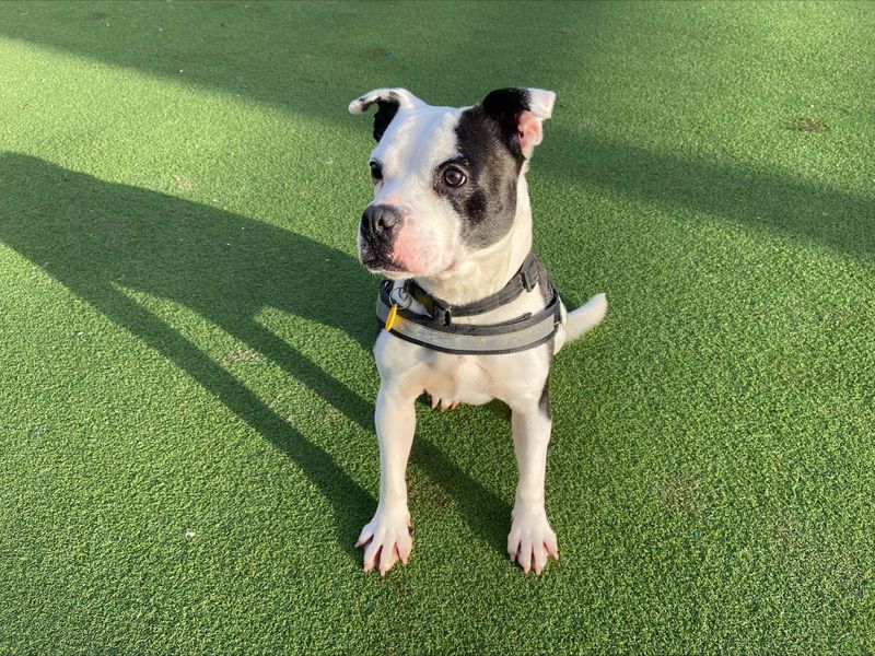 Staffordshire Bull Terrier for adoption in Newton Tony, Wiltshire – 8 years old - Image 5 of 5