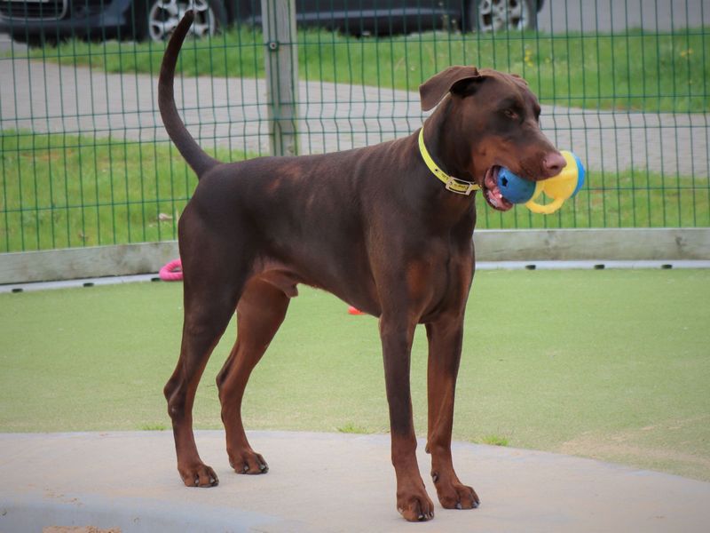 Doberman for adoption in Evesham, Worcestershire – 4 years old - Image 7 of 9
