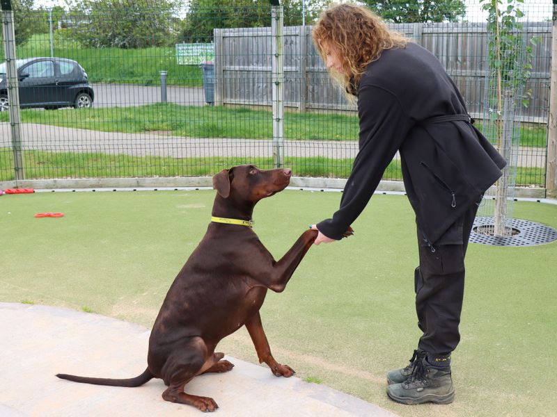 Doberman for adoption in Evesham, Worcestershire – 4 years old - Image 1 of 9