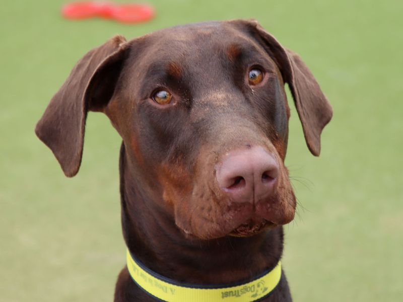 Doberman for adoption in Evesham, Worcestershire – 4 years old - Image 5 of 9