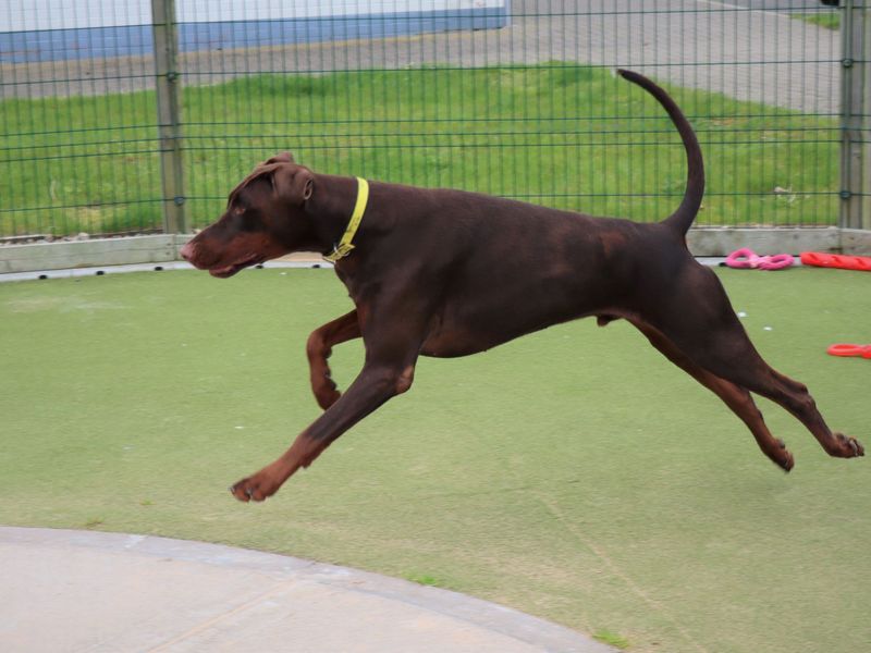 Doberman for adoption in Evesham, Worcestershire – 4 years old - Image 8 of 9