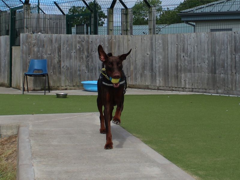 Doberman for adoption in Evesham, Worcestershire – 4 years old - Image 6 of 9
