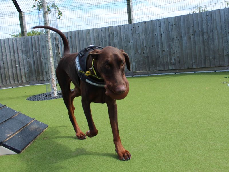 Doberman for adoption in Evesham, Worcestershire – 4 years old - Image 2 of 9
