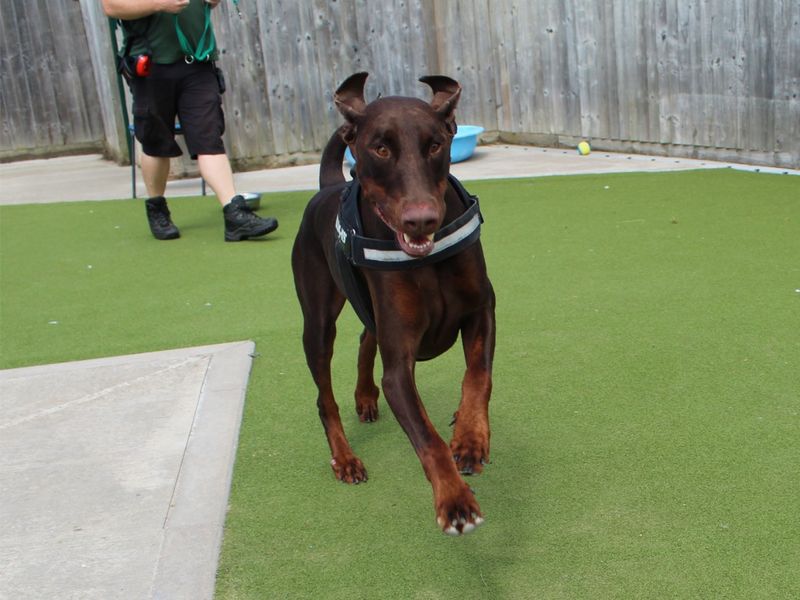 Doberman for adoption in Evesham, Worcestershire – 4 years old - Image 9 of 9