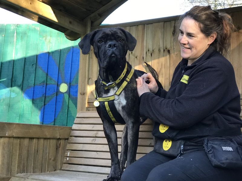 Nero | Italian Corso Dog Cross | Ilfracombe - 1
