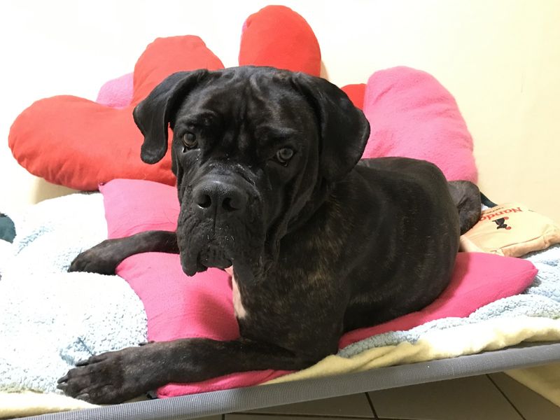 Adopt a dog best sale nearby
