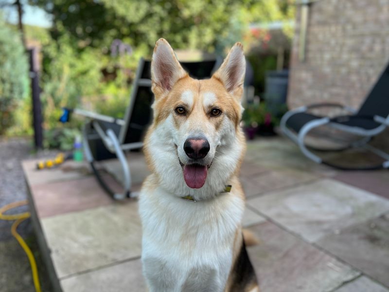 Siberian Husky for adoption in Snetterton, Norfolk – 3 years old - Image 5 of 9