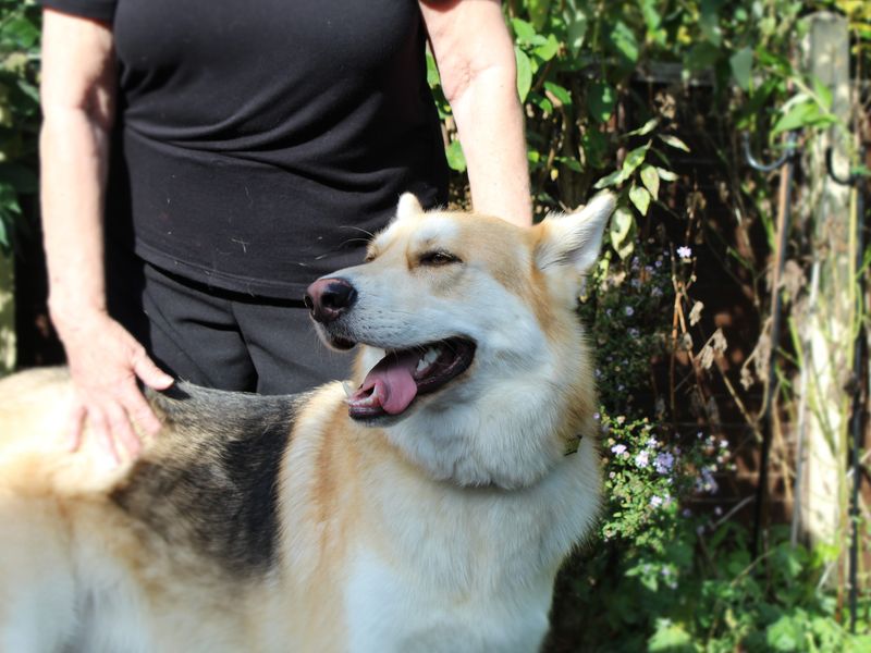 German Shepherd puppies for sale in Snetterton – 3 years old
