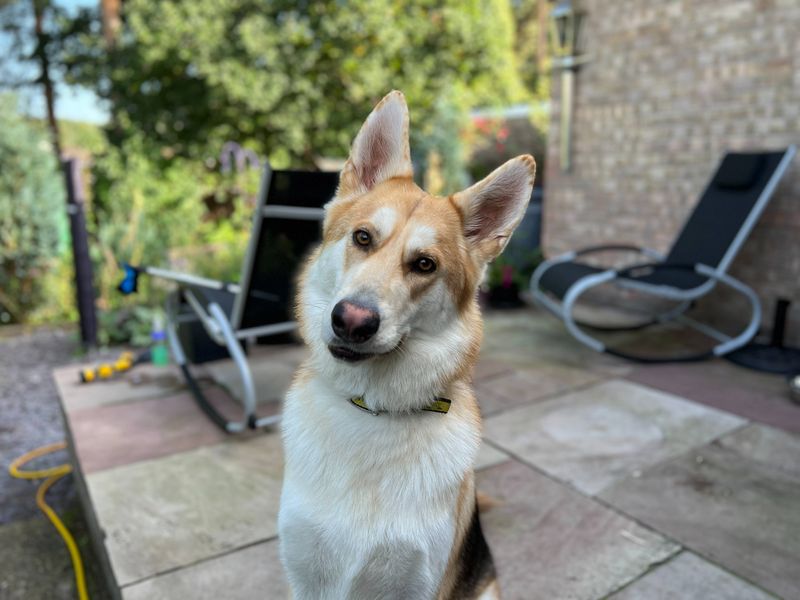 Siberian Husky for adoption in Snetterton, Norfolk – 3 years old - Image 3 of 9