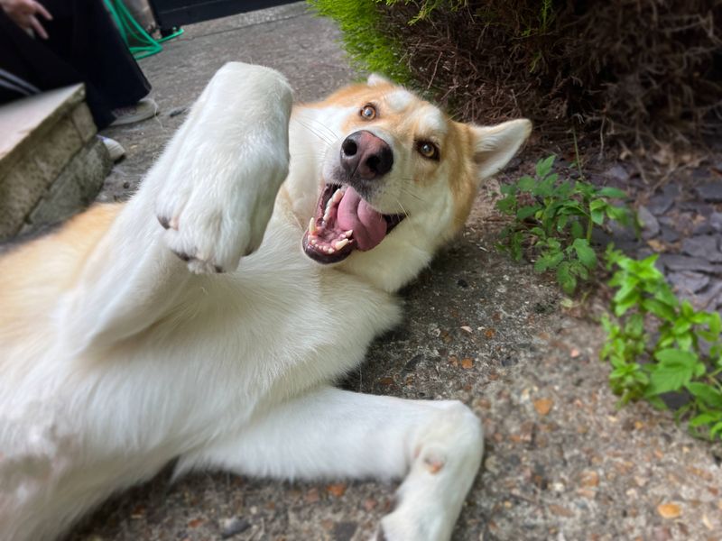 Siberian Husky for adoption in Snetterton, Norfolk – 3 years old - Image 7 of 9