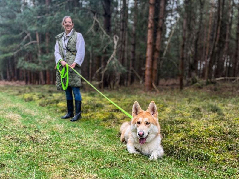 Siberian Husky for adoption in Snetterton, Norfolk – 3 years old - Image 9 of 9