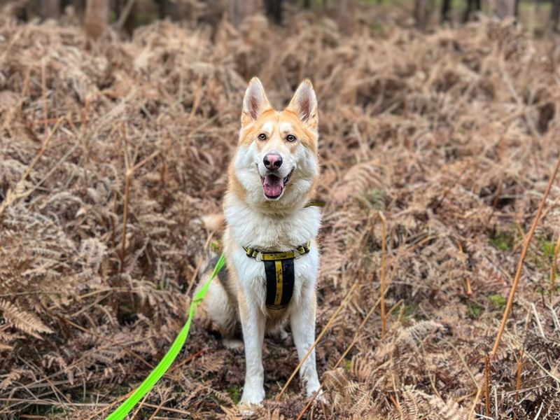 Siberian Husky for adoption in Snetterton, Norfolk – 3 years old - Image 8 of 9