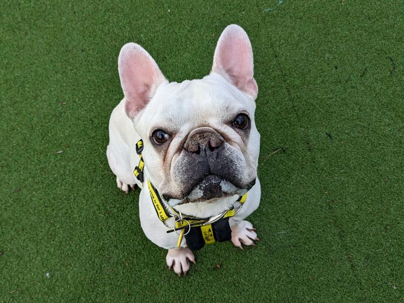 Frenchie puppies for adoption cheap