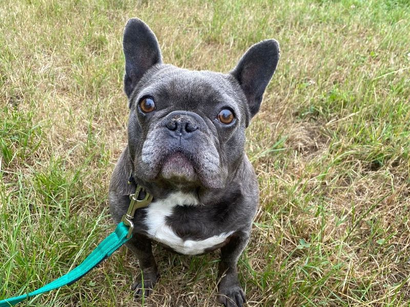 undefined | French Bulldog | undefined - 3