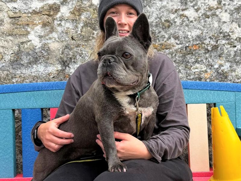 undefined | French Bulldog | undefined - 2