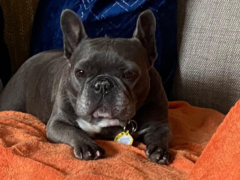 Winnie | French Bulldog | Evesham (Worcestershire) - 3