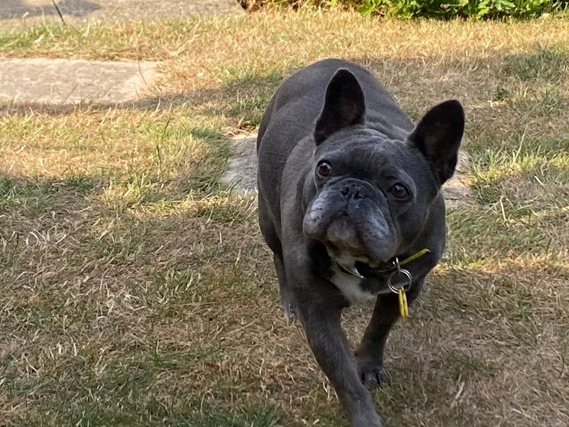 Winnie | French Bulldog | Evesham (Worcestershire) - 4