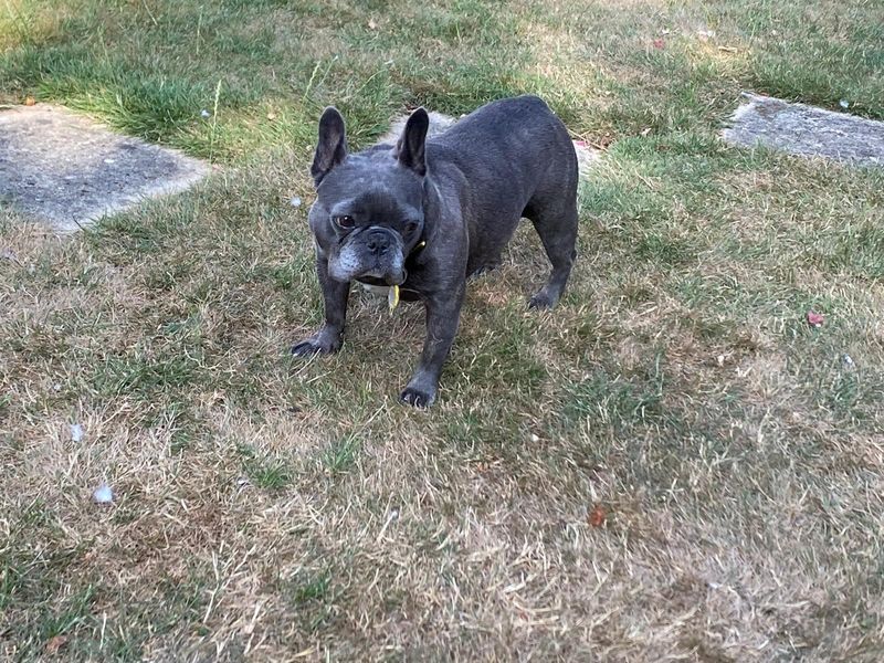 Winnie | French Bulldog | Evesham (Worcestershire) - 5