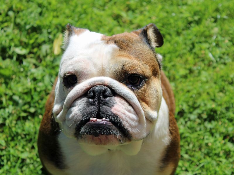 Adopt a Bulldog Rescue Dog | Lilley | Dogs Trust