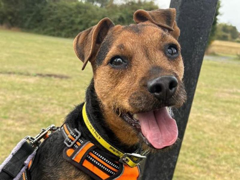 Sunny | Terrier (Lakeland) | Shrewsbury (Shropshire) - 1